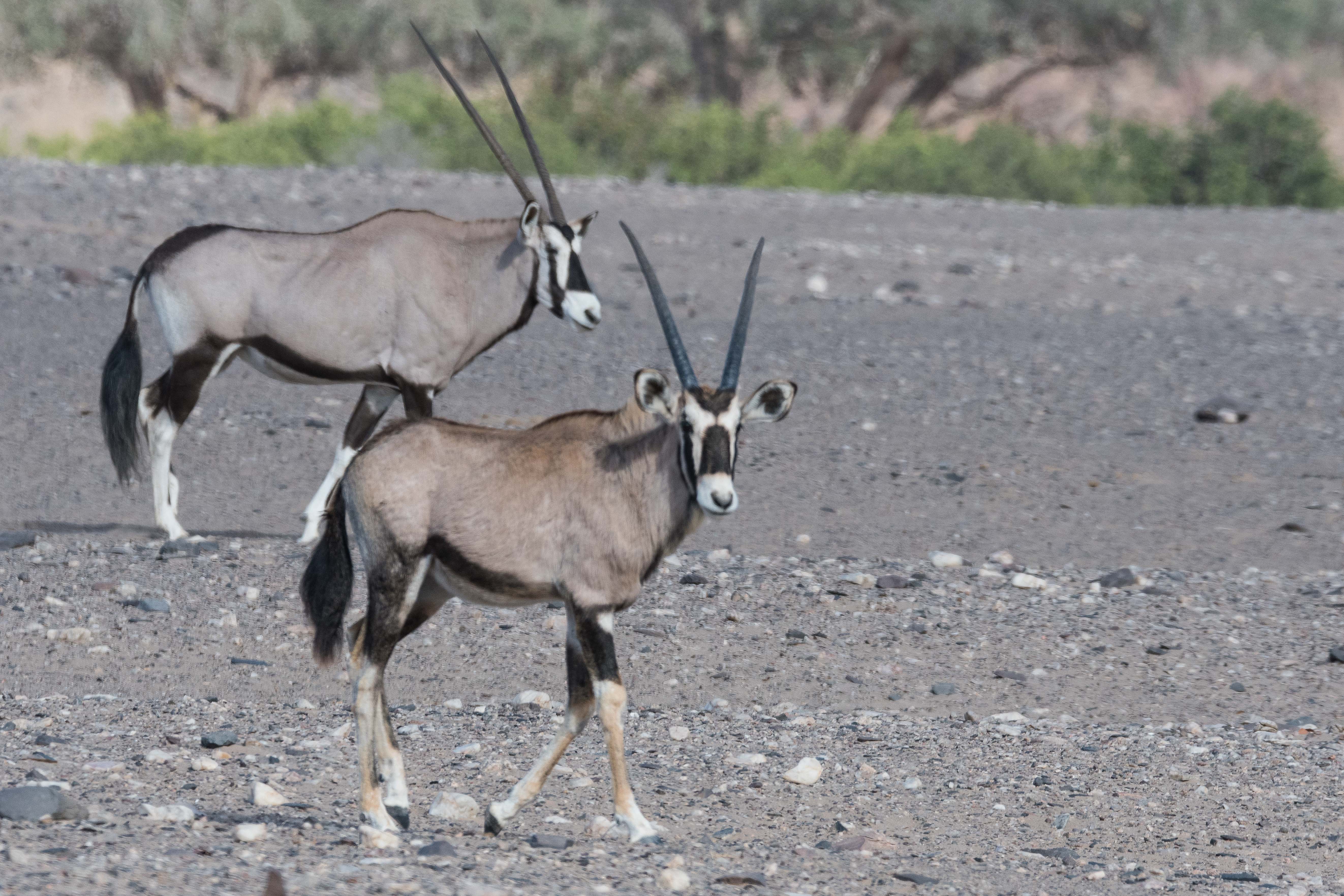 Gemsboks ou Oryx gazelles (Gemsbok ou Southern Oryx, Oryx gazella), femelle adulte et jeune mâle, Vallée de l'Hoanib, Kaokoland, Région de Kunene, Namibie.